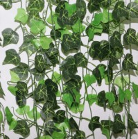 Hedera mixed leaves24